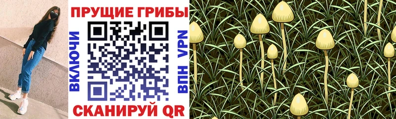 блэк спрут зеркало  купить наркоту  Ужур  Галлюциногенные грибы GOLDEN TEACHER 